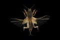 European mole cricket isolated on black background