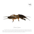 European mole cricket. Insect pests. Brown gryllotalpa Royalty Free Stock Photo