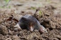 European mole emerging from the ground Talpa europaea, Po valley Italy