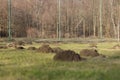 European mole and his family devastate soccer field in czech republic. Scoops of earth are everywhere you see. Hard working animal