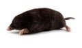 European Mole (Talpa europaea) Royalty Free Stock Photo