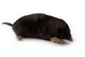 European Mole (Talpa europaea)