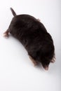 European Mole (Talpa europaea) Royalty Free Stock Photo