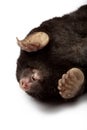 European Mole (Talpa europaea) Royalty Free Stock Photo