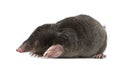 European Mole, Talpa europaea