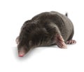 European Mole, Talpa europaea