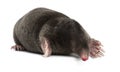 European Mole, Talpa europaea