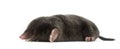 European Mole, Talpa europaea Royalty Free Stock Photo