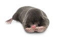 European Mole, Talpa europaea Royalty Free Stock Photo