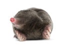 European Mole, Talpa europaea, against white background