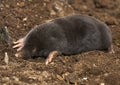 The European mole Talpa europaea