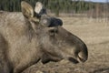 European moose, Alces alces machlis