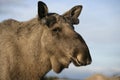 European moose, Alces alces machlis