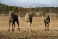 European moose, Alces alces machlis