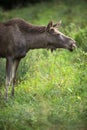 European Moose known as the elk Royalty Free Stock Photo