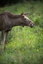 European Moose known as the elk Royalty Free Stock Photo