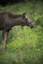 European Moose, also known as the elk Royalty Free Stock Photo
