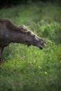 European Moose, also known as the elk Royalty Free Stock Photo
