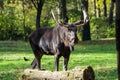 European Moose, Alces alces, also known as the elk Royalty Free Stock Photo