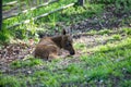 European moose baby Royalty Free Stock Photo