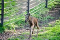 European moose baby Royalty Free Stock Photo