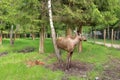 European Moose Calf, Alces alces, also known as the elk, Sweden Royalty Free Stock Photo