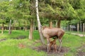 European Moose Calf, Alces alces, also known as the elk, Sweden Royalty Free Stock Photo