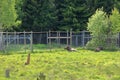 European Moose Calf, Alces alces, also known as the elk, Sweden Royalty Free Stock Photo