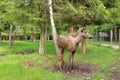 European Moose Calf, Alces alces, also known as the elk, Sweden Royalty Free Stock Photo