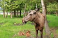 European Moose Calf, Alces alces, also known as the elk, Sweden Royalty Free Stock Photo