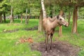 European Moose Calf, Alces alces, also known as the elk, Sweden Royalty Free Stock Photo