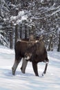 European moose (elk) in the snow