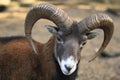 European mouflon