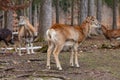 Group of European mouflons in the German forest Royalty Free Stock Photo