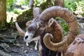 European mouflon