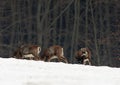 European Mouflon Ovis ammon musimon