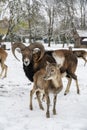 European mouflon, Ovis musimon. Ram in the winter time