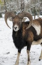 European mouflon, Ovis musimon. Ram in the winter time