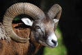 European mouflon (Ovis orientalis musimo) Royalty Free Stock Photo