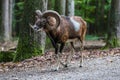 European mouflon, Ovis orientalis musimon. Wildlife animal