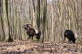 European mouflon Ovis orientalis musimon