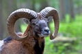 European mouflon, Ovis orientalis musimon. Wildlife animal