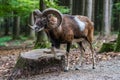 European mouflon, Ovis orientalis musimon. Wildlife animal