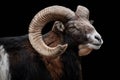 European mouflon ram isolated on black background Royalty Free Stock Photo