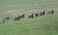 European mouflon sheep