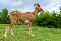 European mouflon sheep (Ovis ammon musimon)