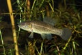 European mudminnow (Umbra krameri) in natural habitat Royalty Free Stock Photo