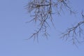 European nettle tree
