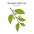 European nettle tree, or Mediterranean hackberry Celtis australis , medicinal plant