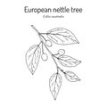 European nettle tree, or Mediterranean hackberry Celtis australis , medicinal plant